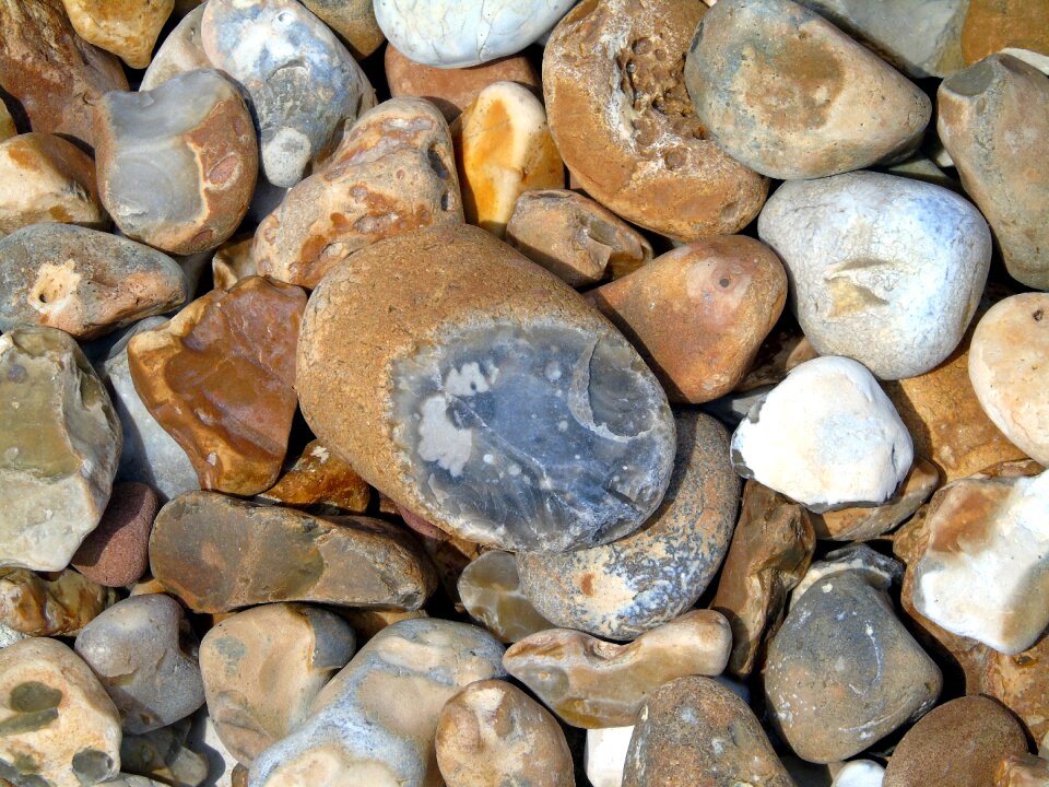 Lyme regis nature