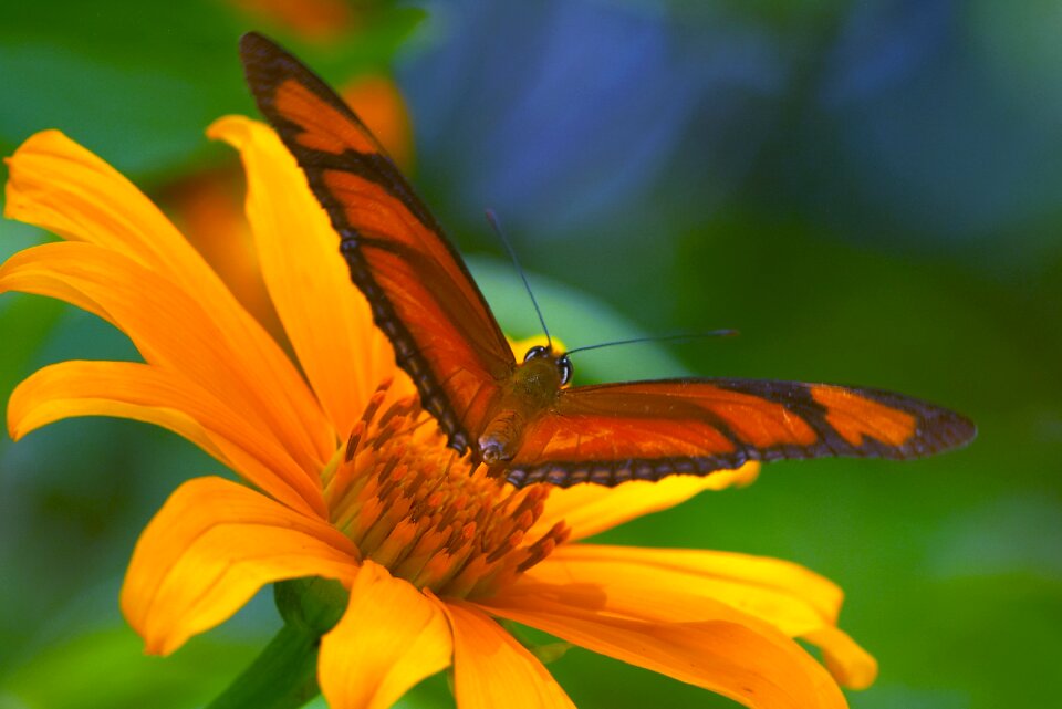 Flower wings colorful