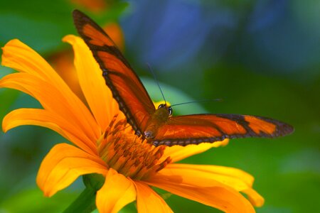 Flower wings colorful photo