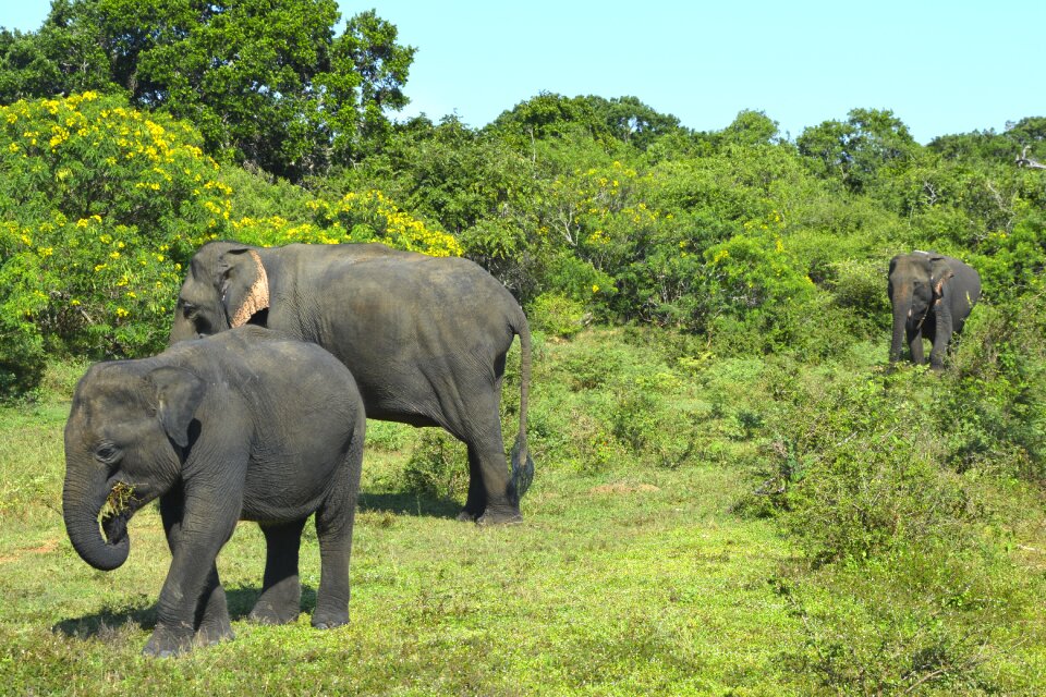 Safari asia landscape