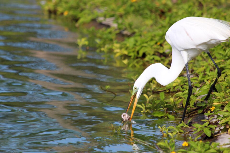 Heron wading birds bird
