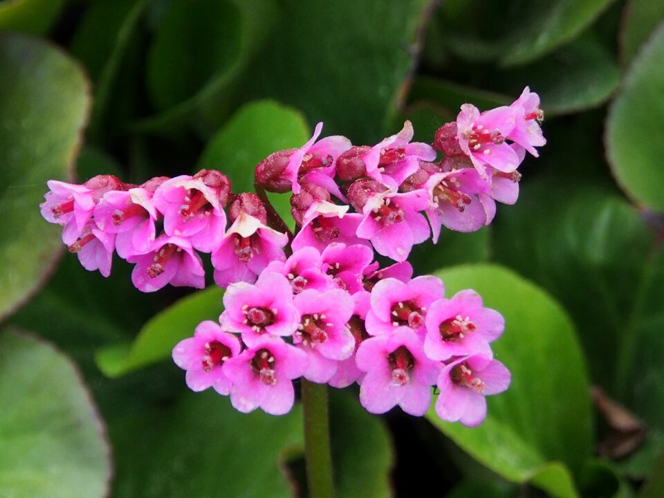 Flowers garden flowers pink