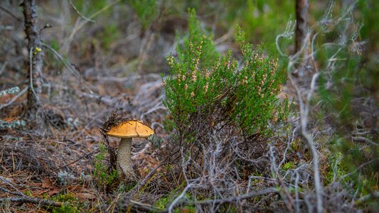 Autumn landscape cap