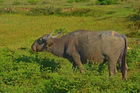 Nature animals wild