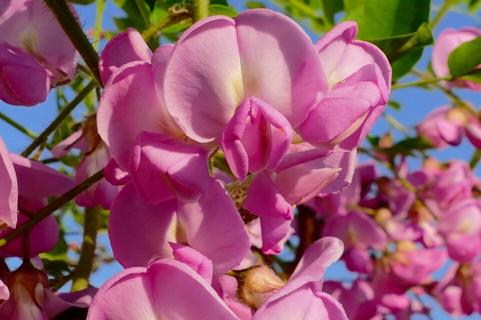Garden blooming tree flowers