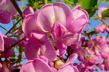 Garden blooming tree flowers photo