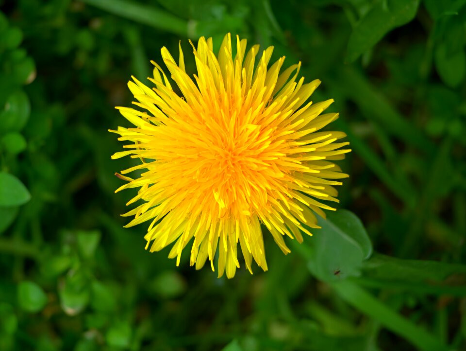 Nature flower grass