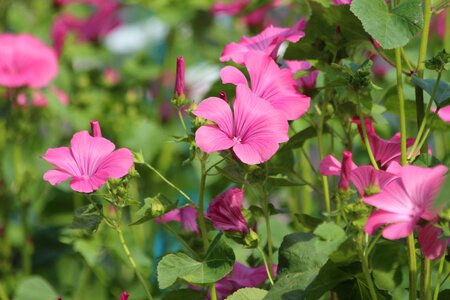 Bloom plant pink flowers photo