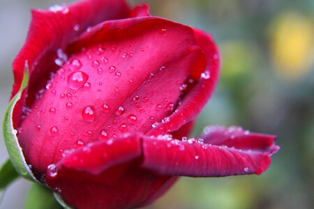Bloem roze roos