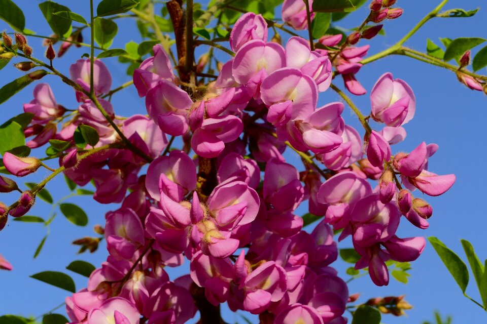 Garden blooming tree flowers