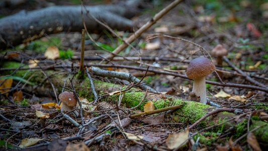 Autumn white cap