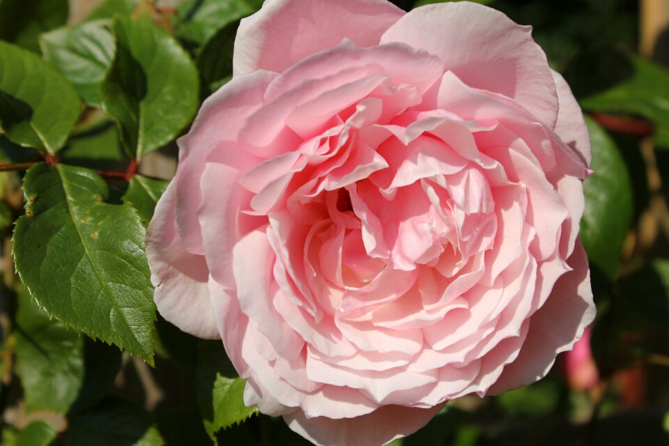 Pink fragrant climber