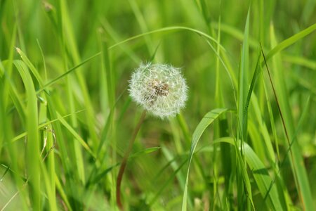 Plant grass flower