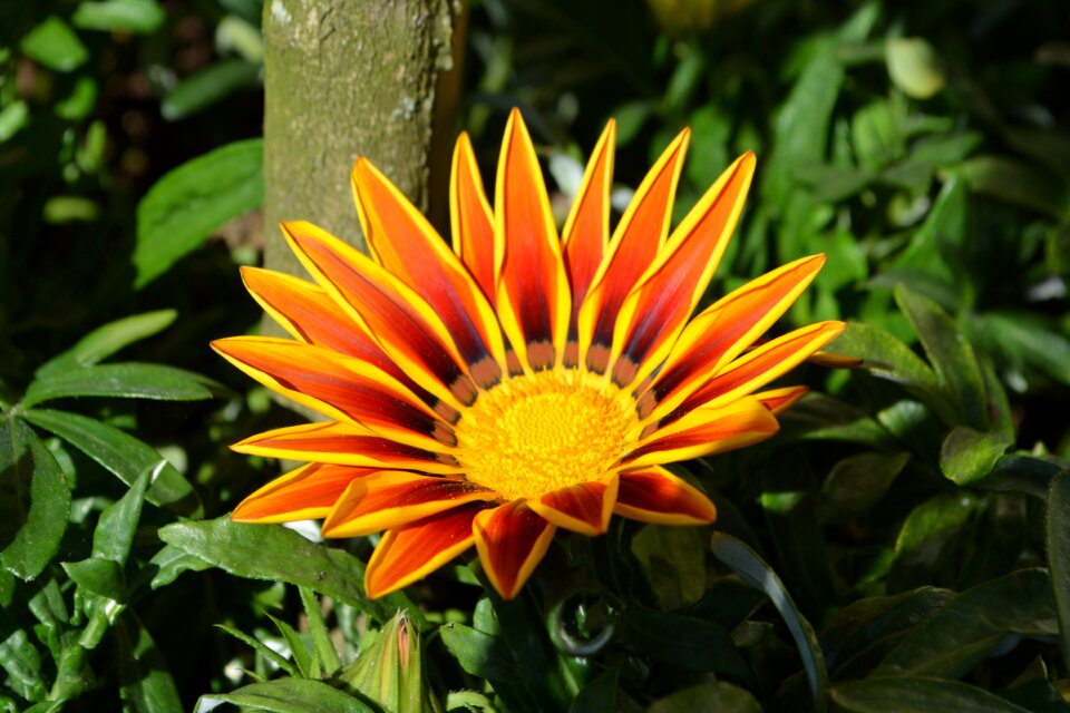 Yellow flower plant orange flowers
