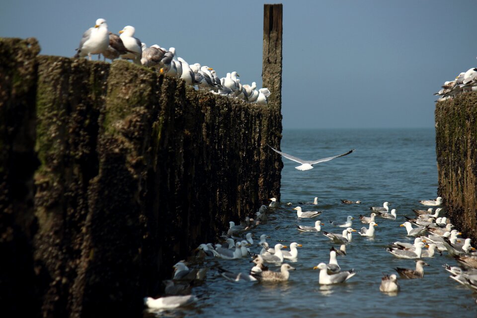 Sea ocean seagull