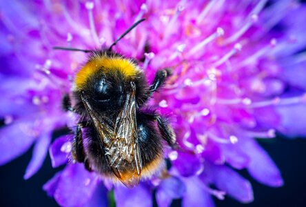 Flower hairy wings