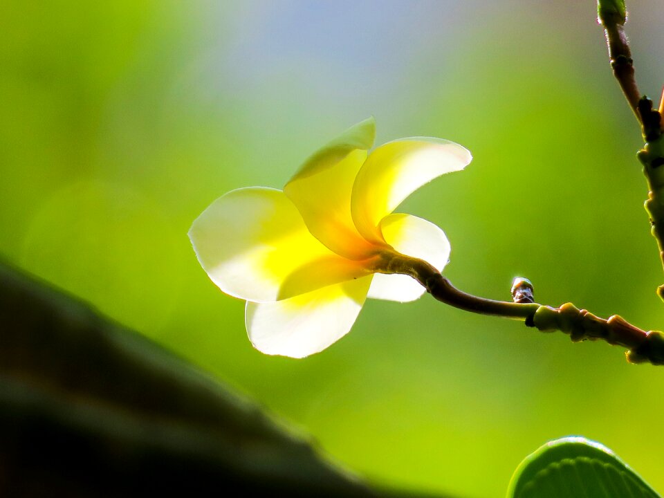Bloom light plant