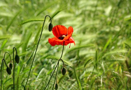 Meadow red poppy flower photo