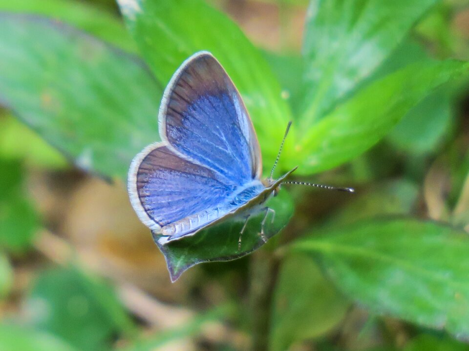 Grassland outdoor wings