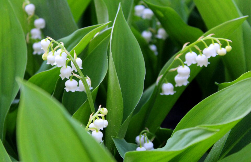 Spring nature white lilies of the valley