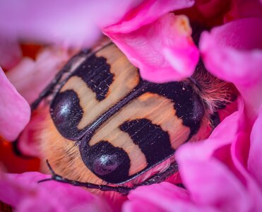 Coleoptera insect macro