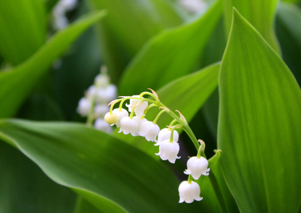 Lily of the valley flowers nature