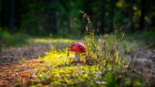Mushroom forest glade