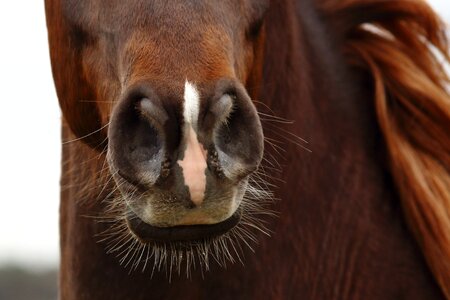 Horse horses arab