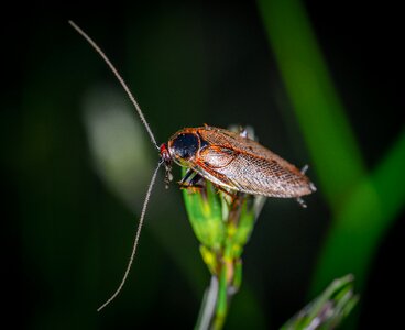 Mustache blade of grass long