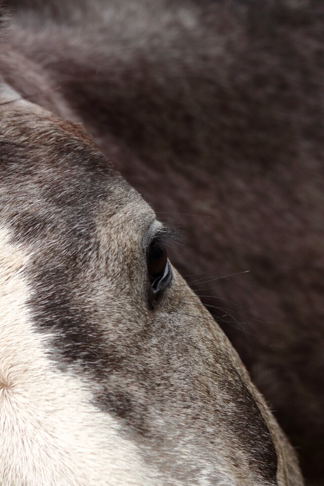 Art artistic horse paardenoog
