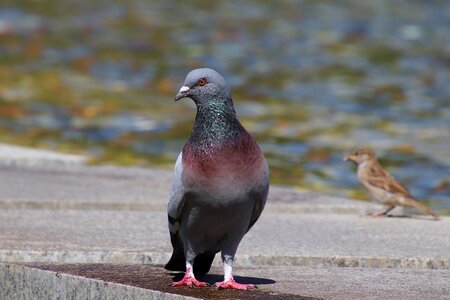 Animal nature city pigeon photo