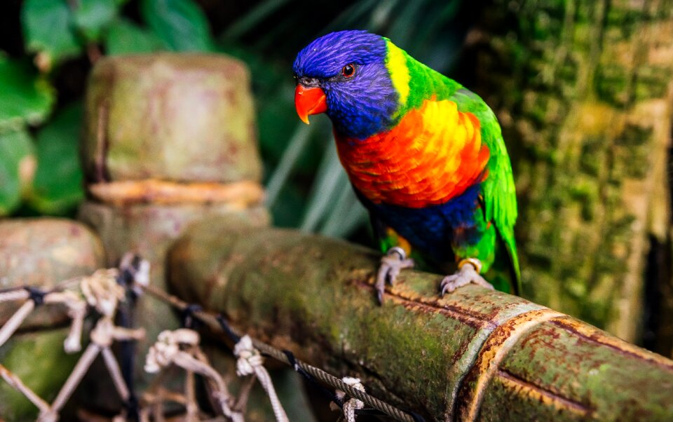 Colored nature animals