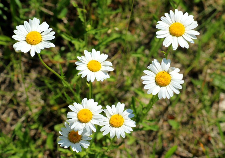 Plant meadow flowers