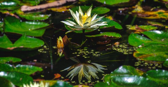 White reflection flower photo