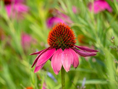 Flower echinacea purpurea red flower photo