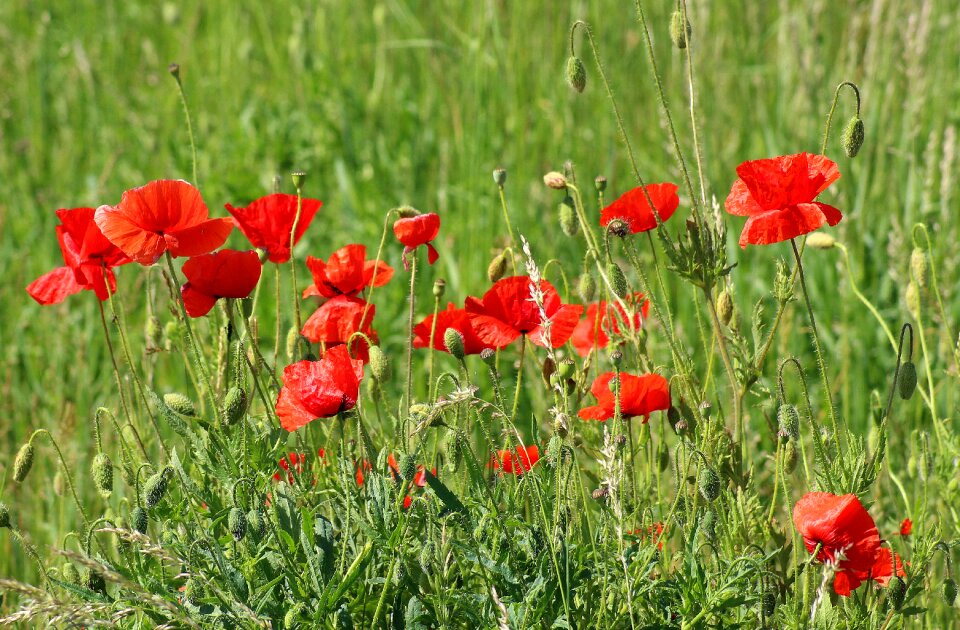 Poppy field blooming poppies red