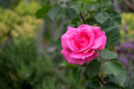 Nature pink green rose photo
