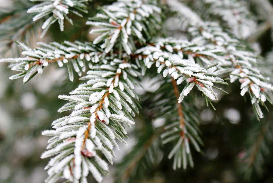 Nature pine landscape