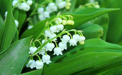 May white lilies of the valley plant