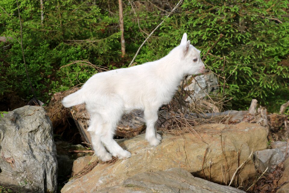 Animal farm animal white
