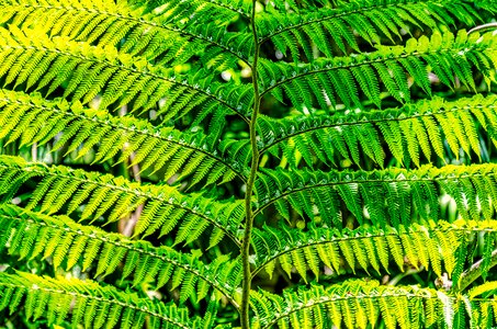 Plant leaf nature