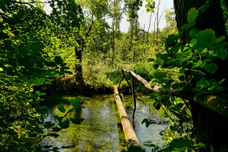 Log bridge web