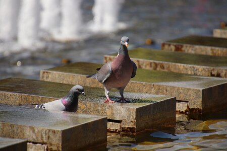 Tv tower bird animal