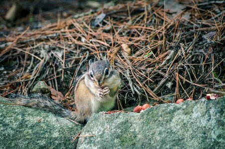 Squirrel animal acorn