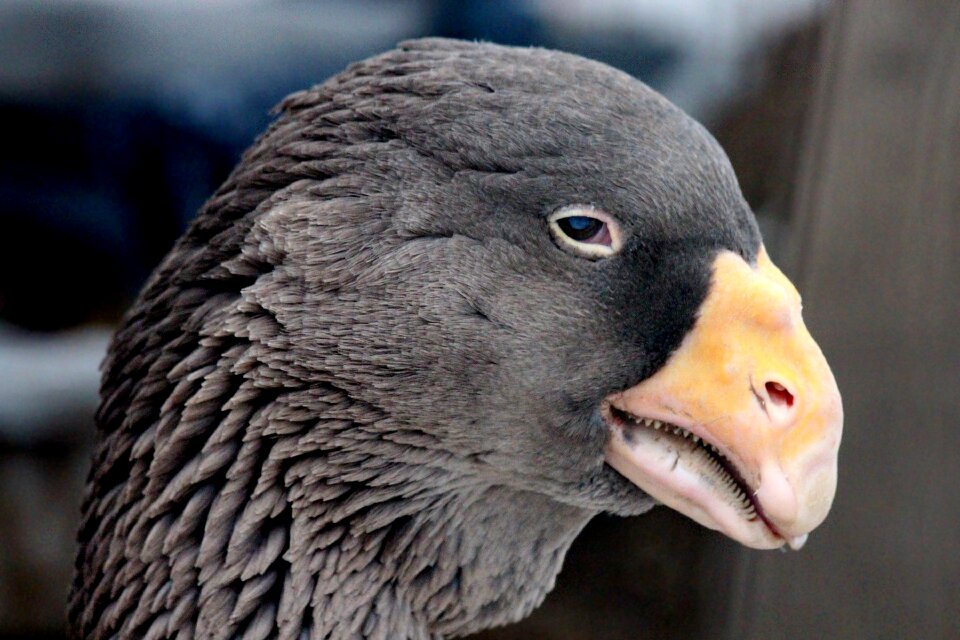 Domestic goose grey bird