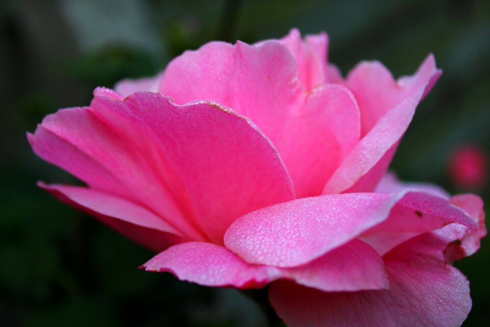 Pink blossom flower