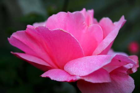 Pink blossom flower