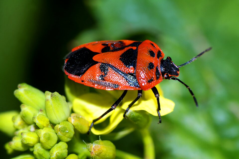 Insects turtles nature
