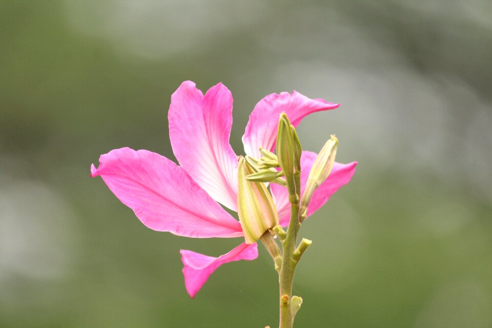 Flower indian flower kerala flower