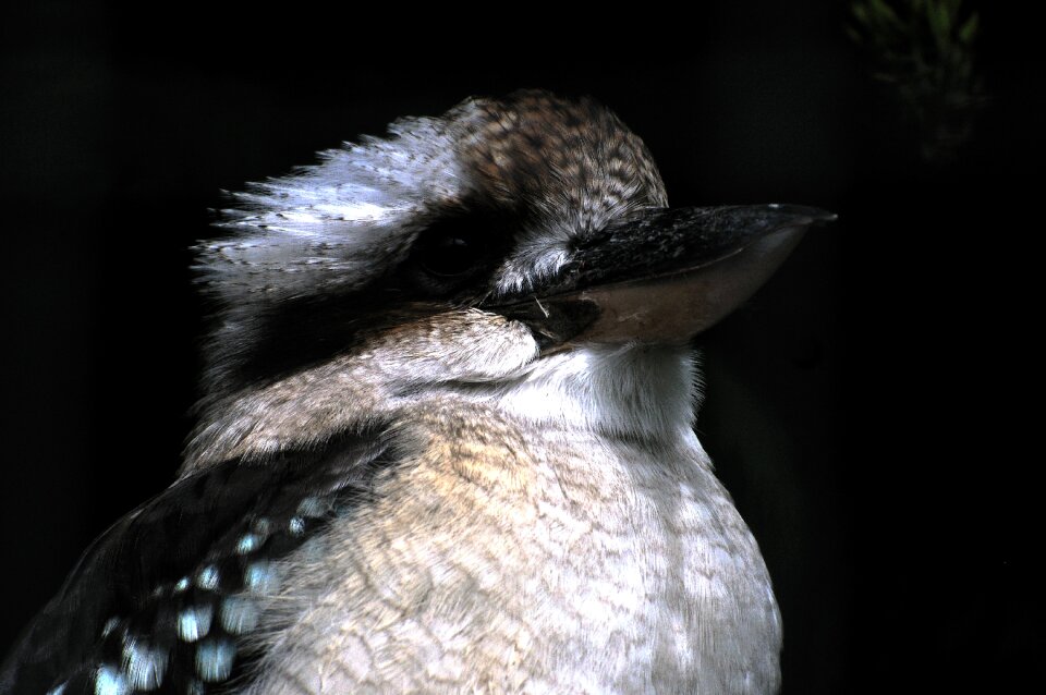 Wild animal australia photo